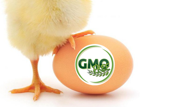 GMO mentes tojás